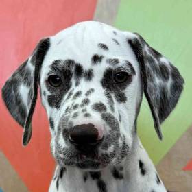 Dalmatian