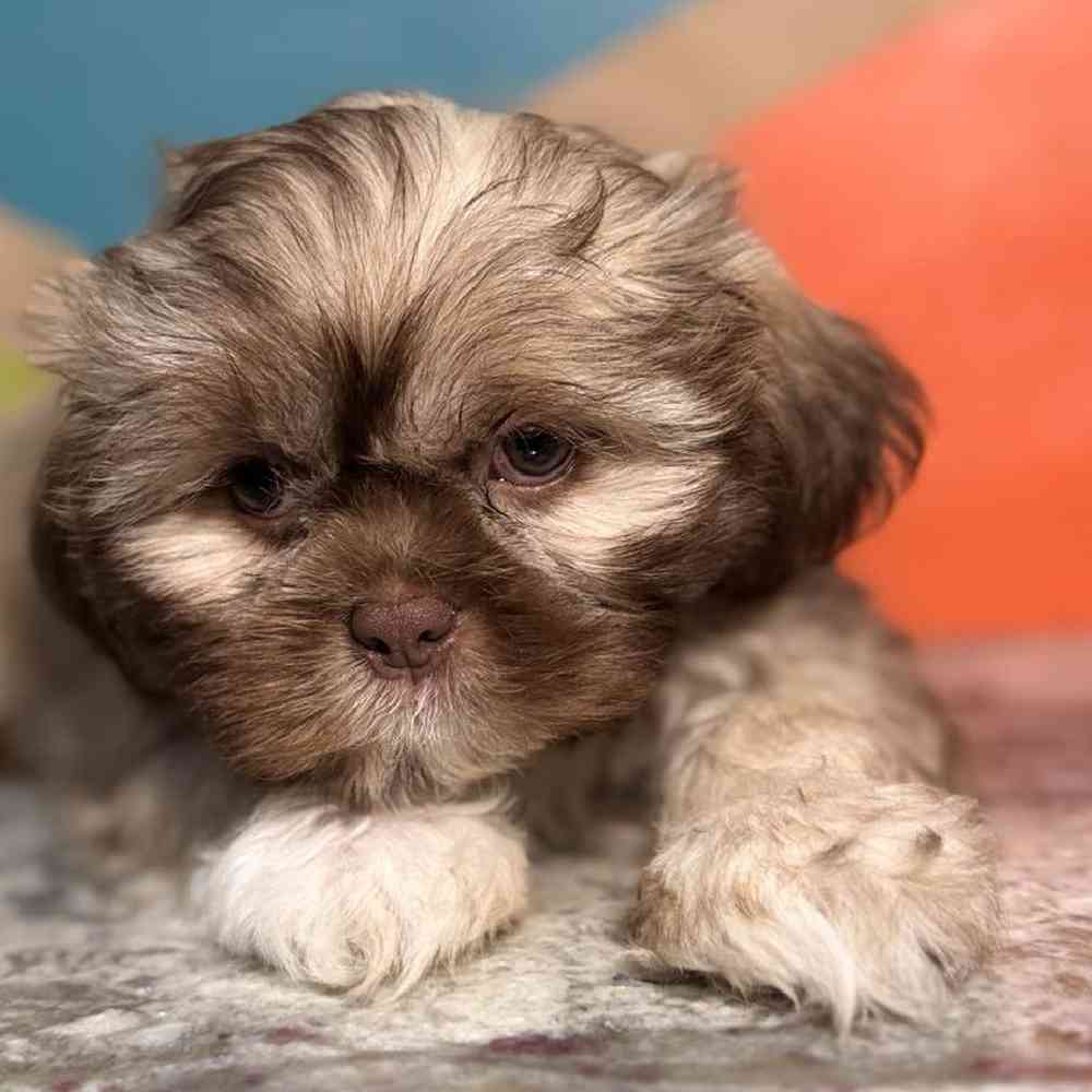 carousel pet images