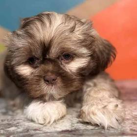 Shih Tzu