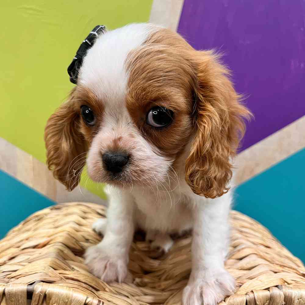 carousel pet images