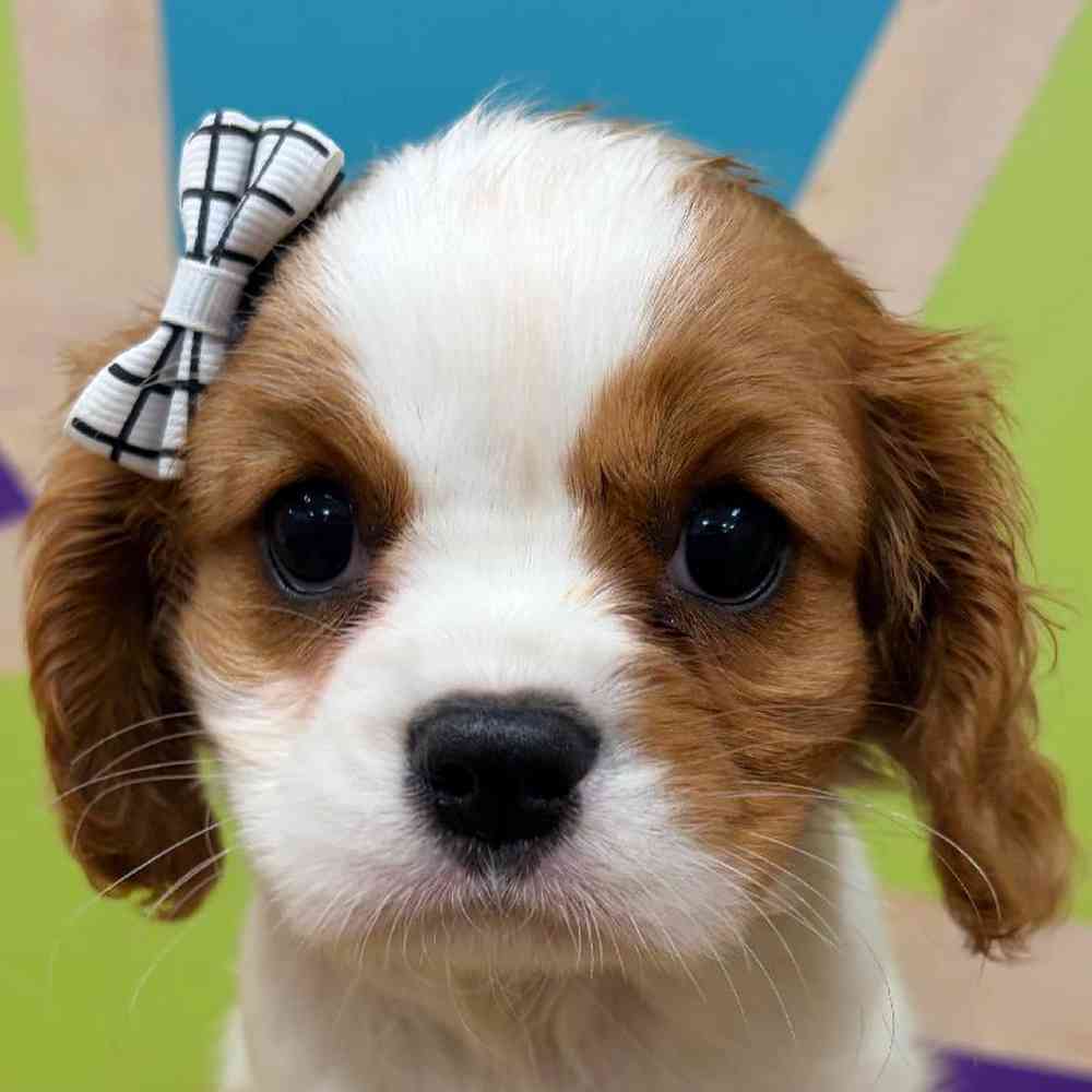 carousel pet images