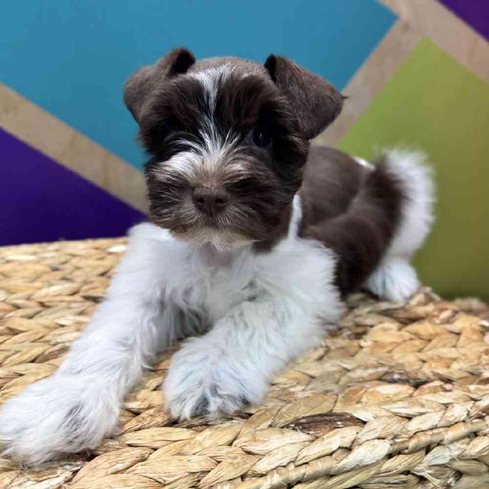 Image of a pet breed in the gallery