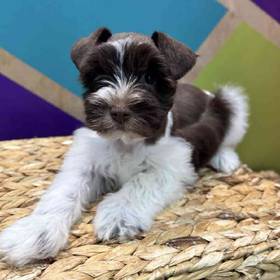 Mini Schnauzer