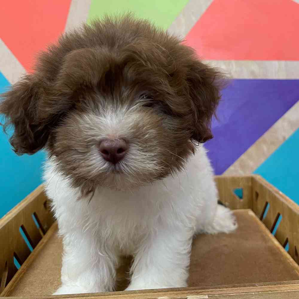 carousel pet images
