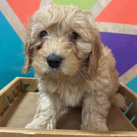 F1B Mini Goldendoodle