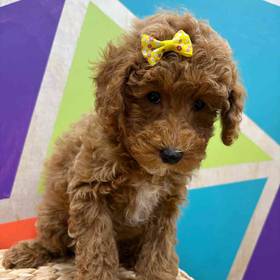 Mini Poodle