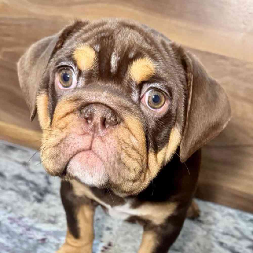Image of a pet breed in the gallery