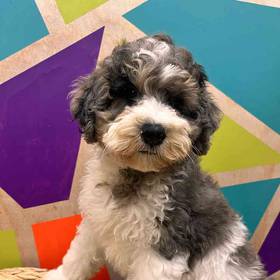 F1b Mini BerneDoodle