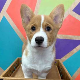 Pembroke Welsh Corgi