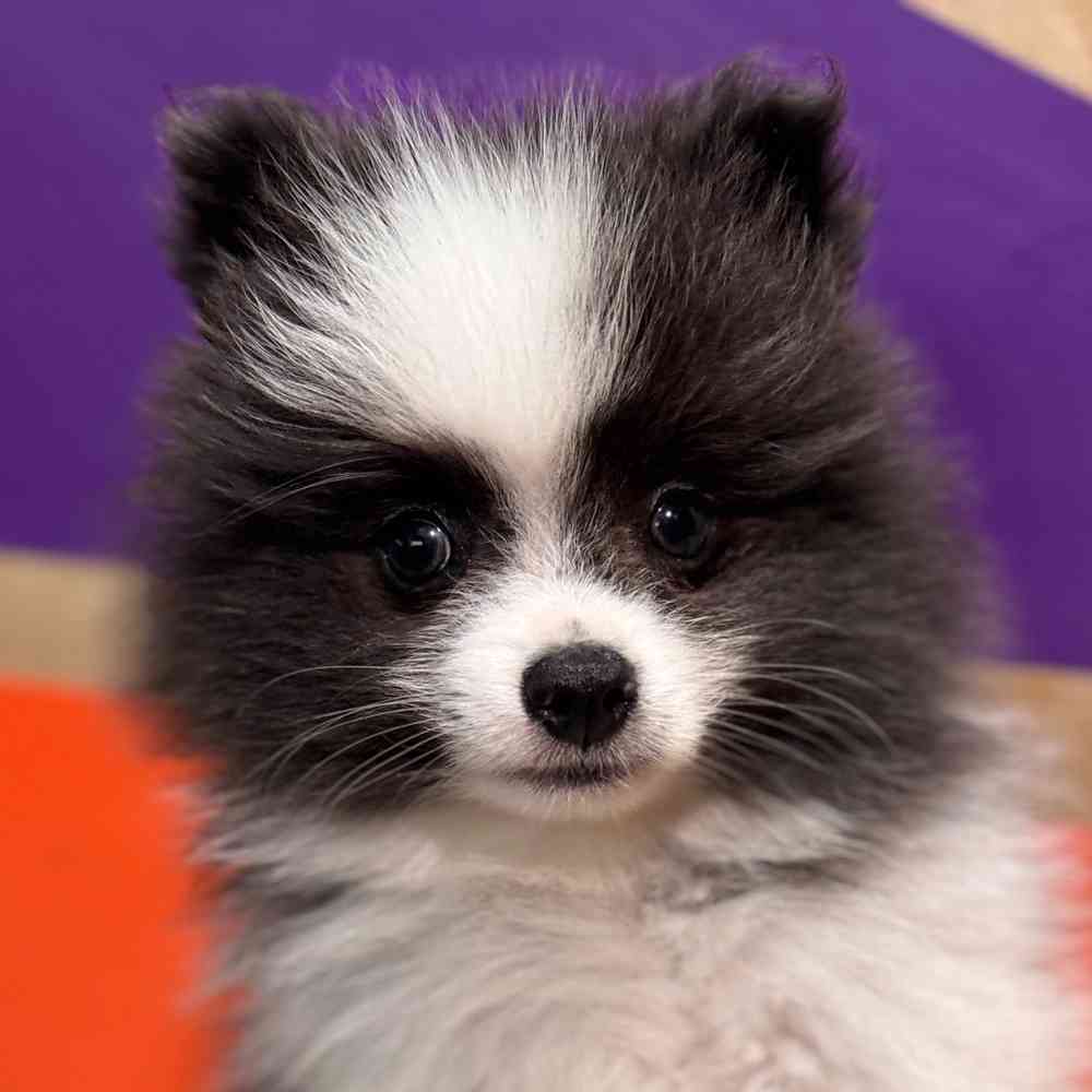 carousel pet images