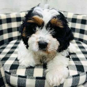 Cavapoo