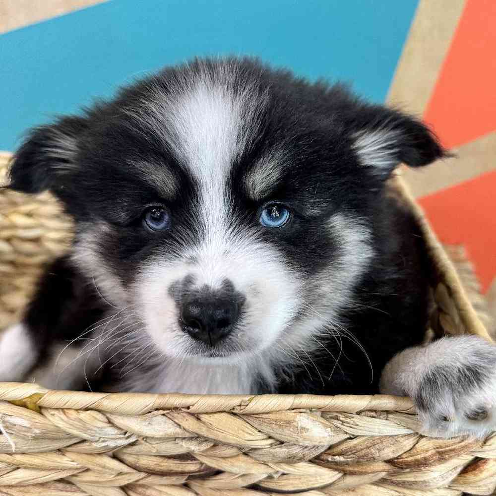 carousel pet images
