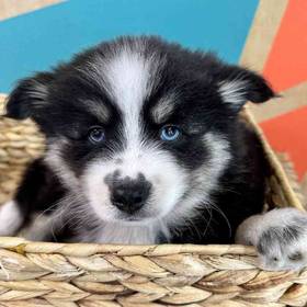 Pomsky