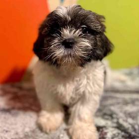 Shih Tzu