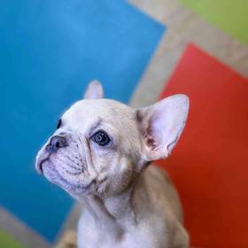 French Bulldog