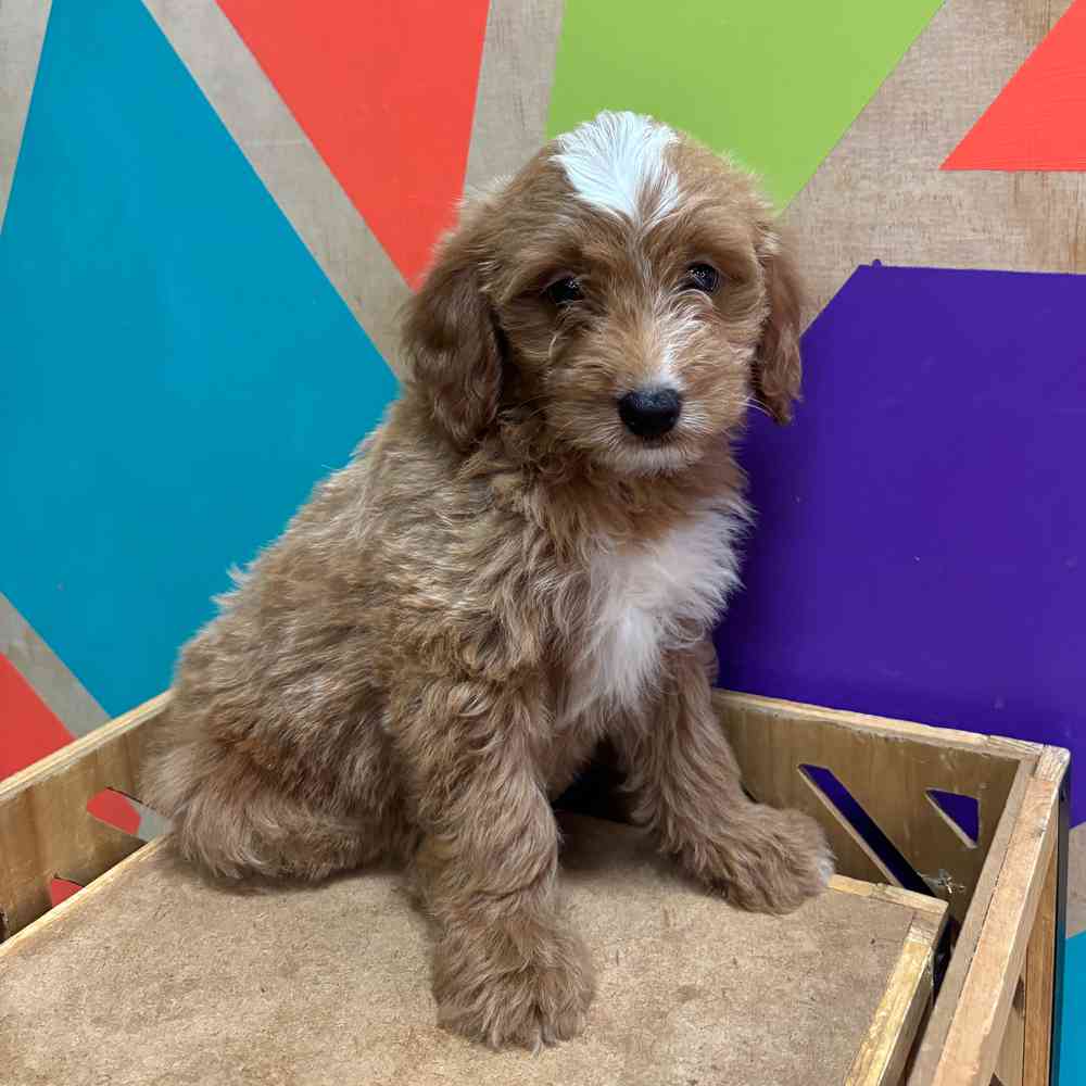 carousel pet images