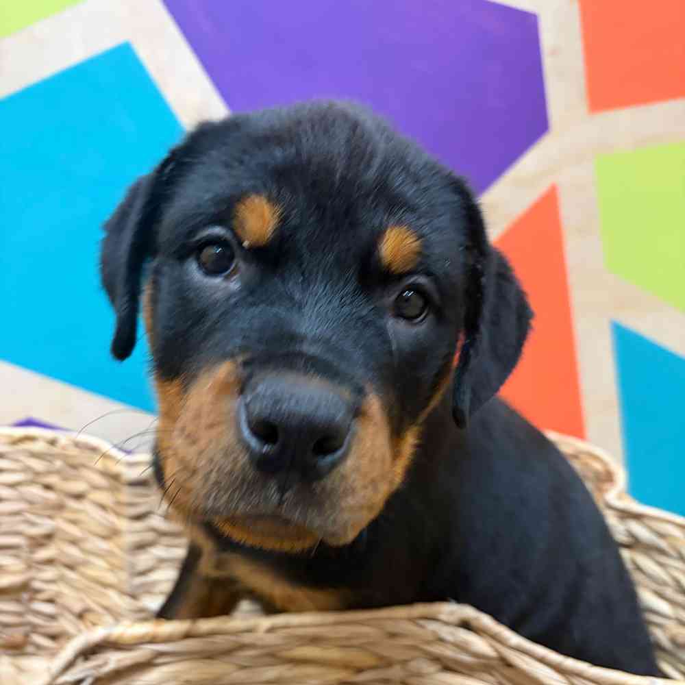 carousel pet images