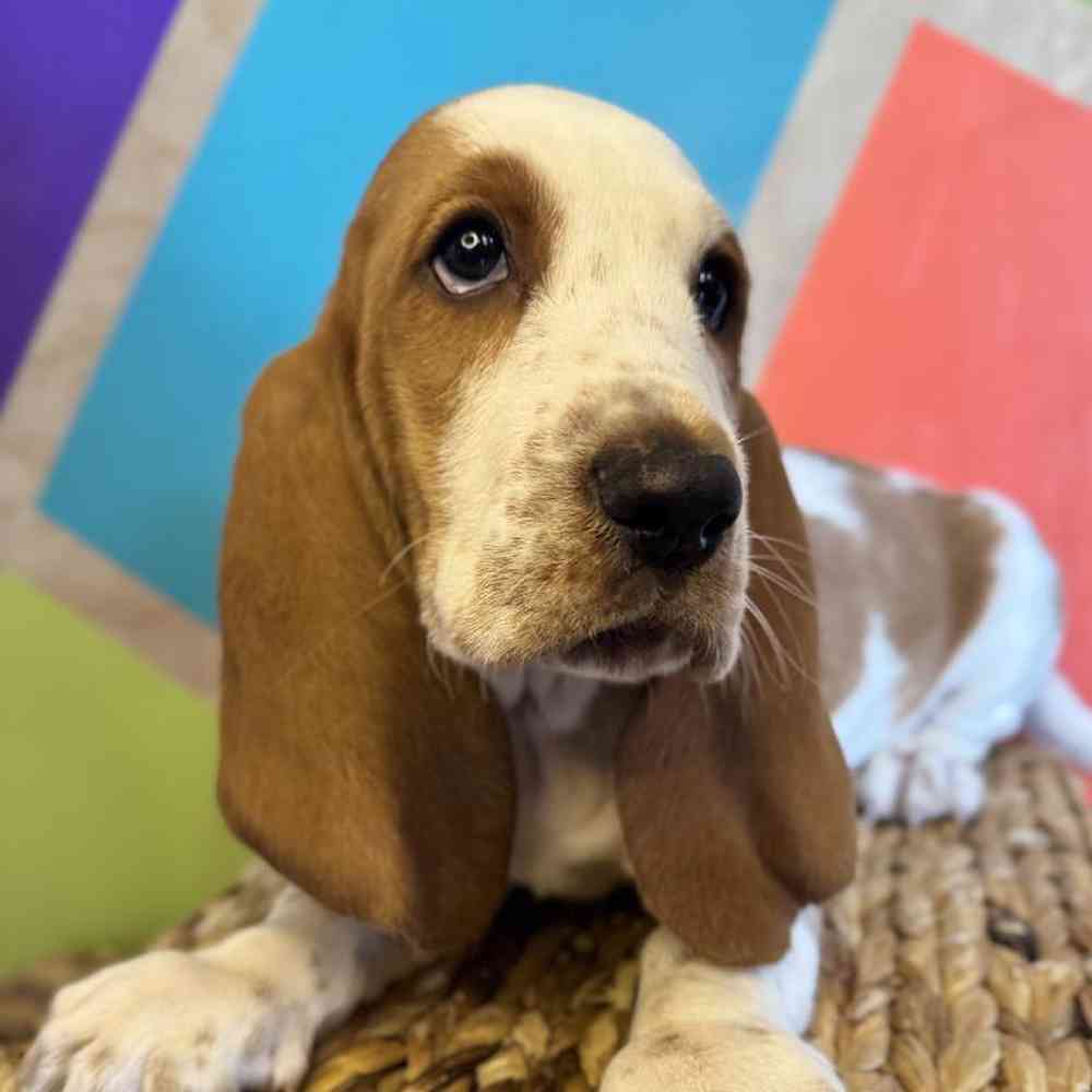 pet breed image