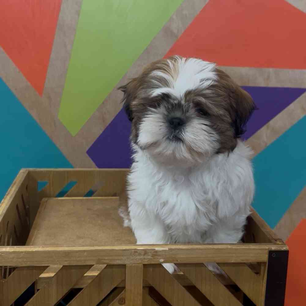 carousel pet images
