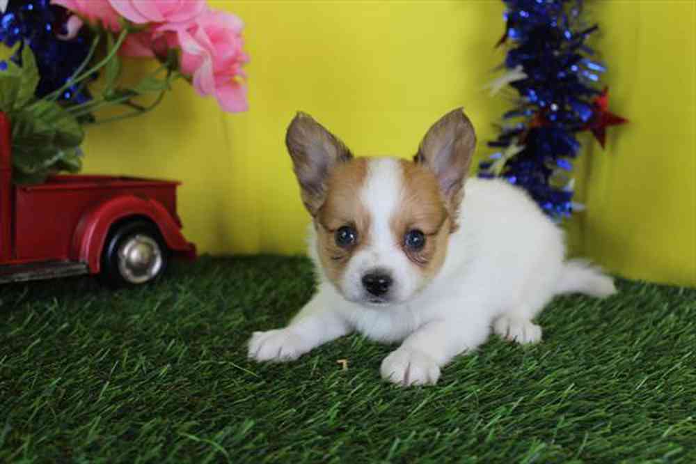 Image of a pet breed in the gallery