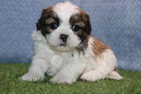 Shih Tzu