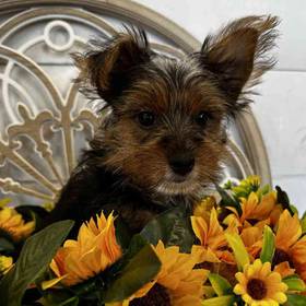 Yorkie