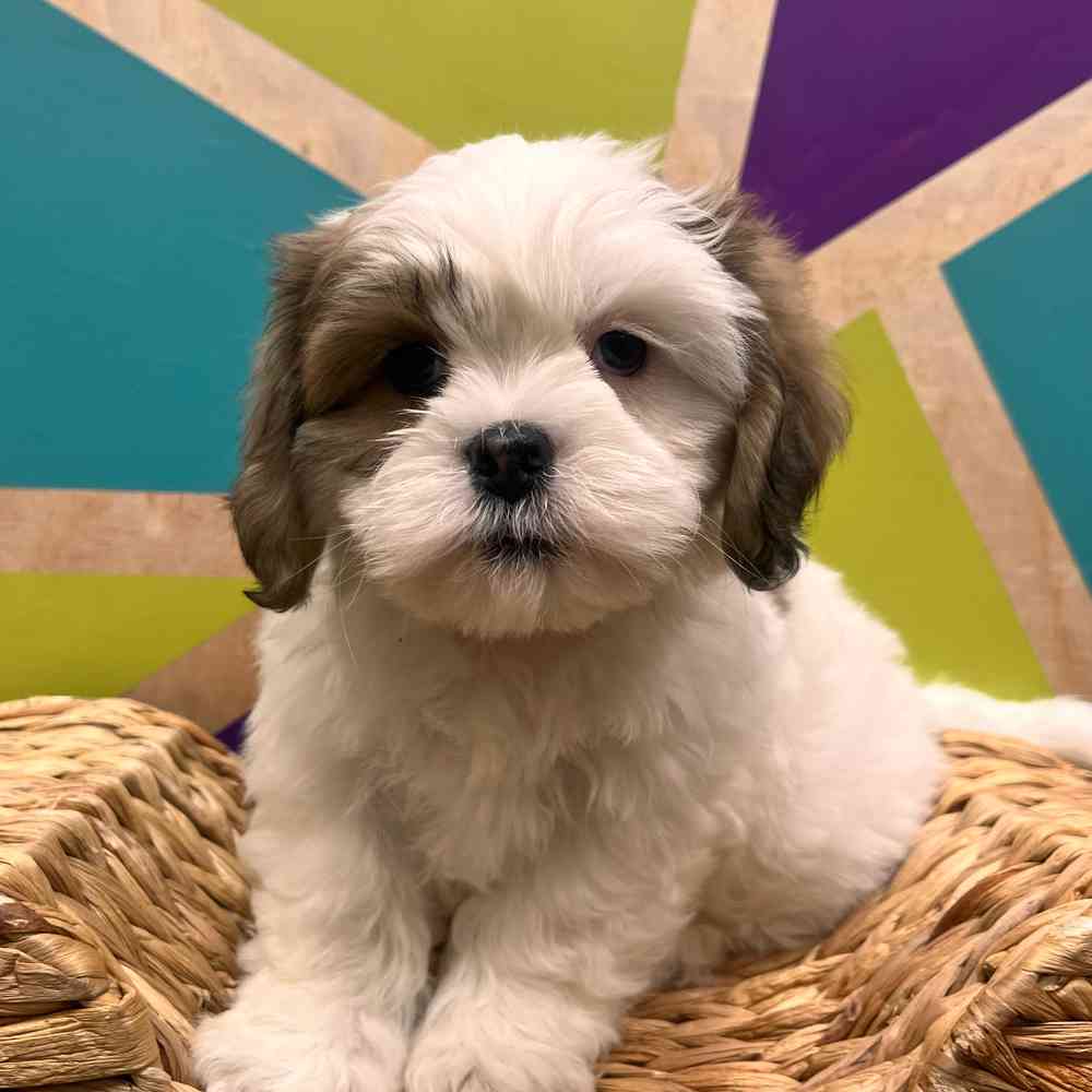 Image of a pet breed in the gallery