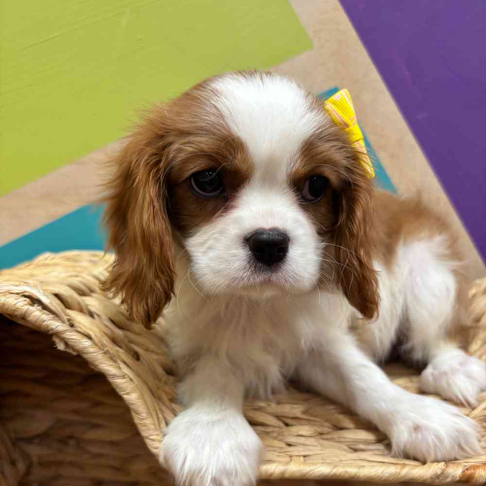 carousel pet images