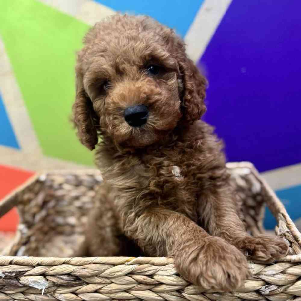 carousel pet images