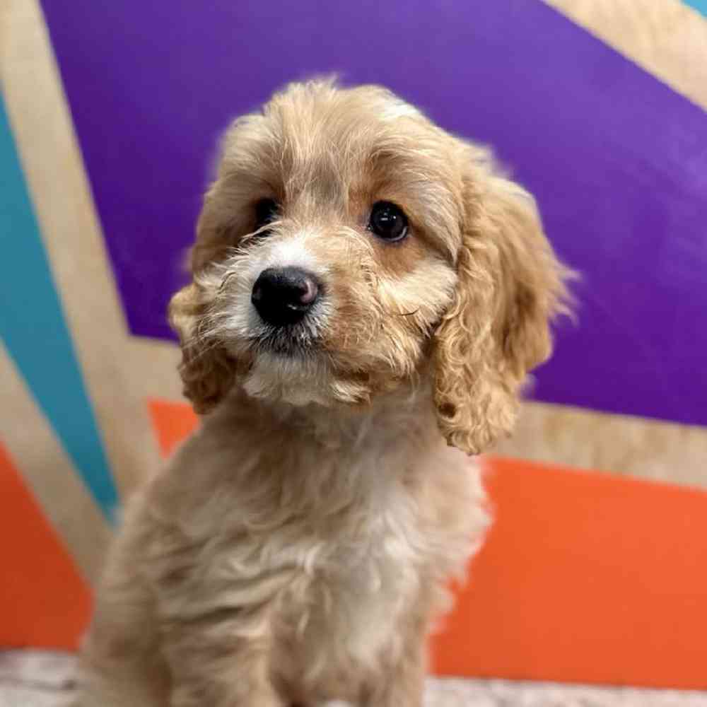 carousel pet images