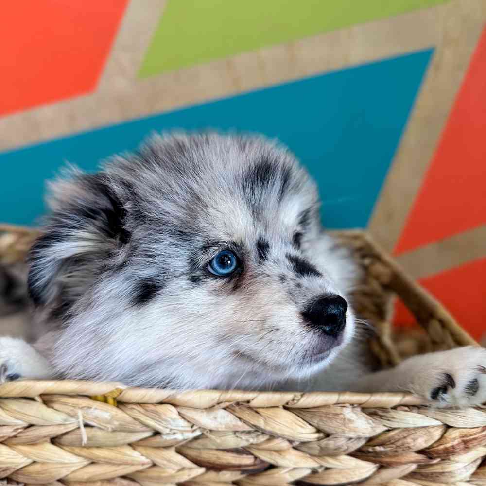 carousel pet images