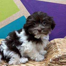 Havanese