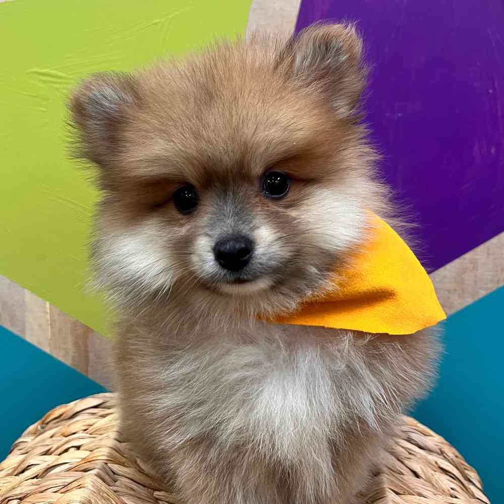 Image of a pet breed in the gallery