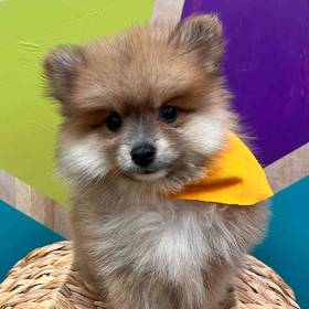 Pomeranian