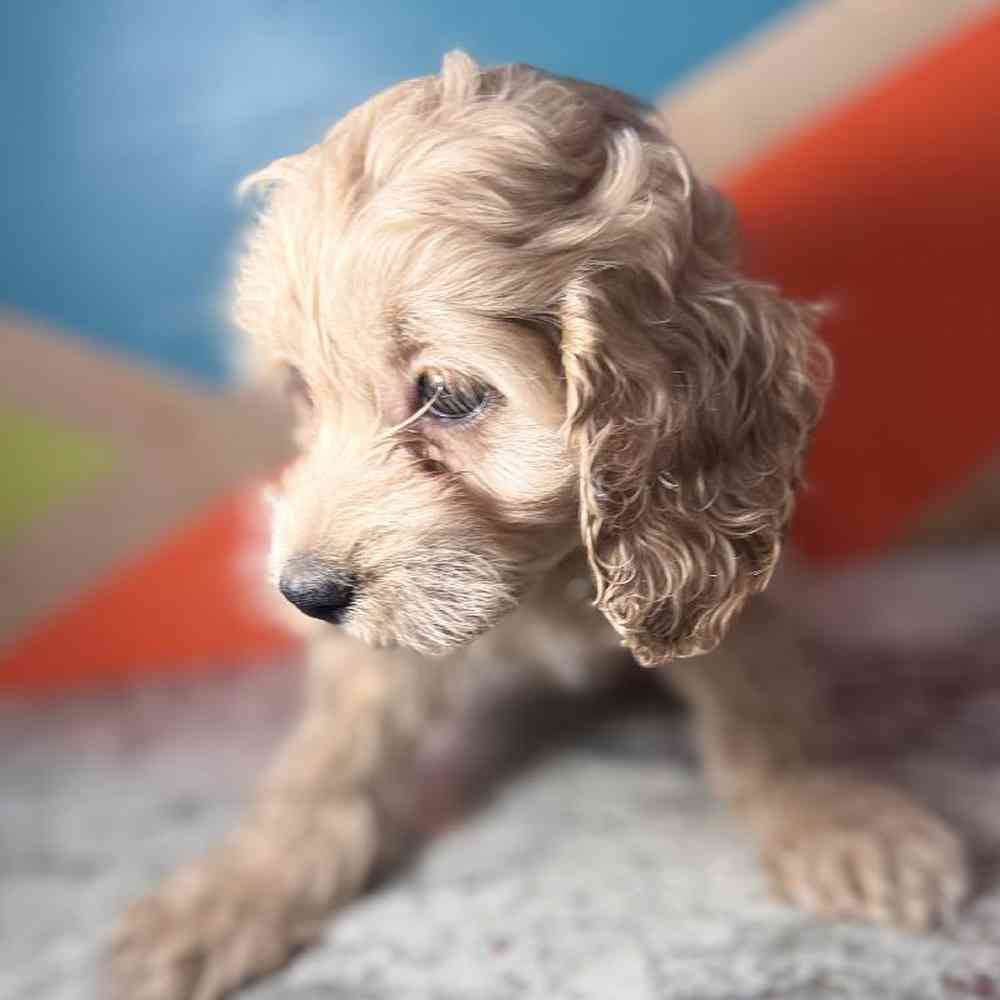 carousel pet images