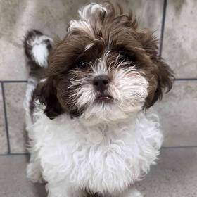 Shih-Poo