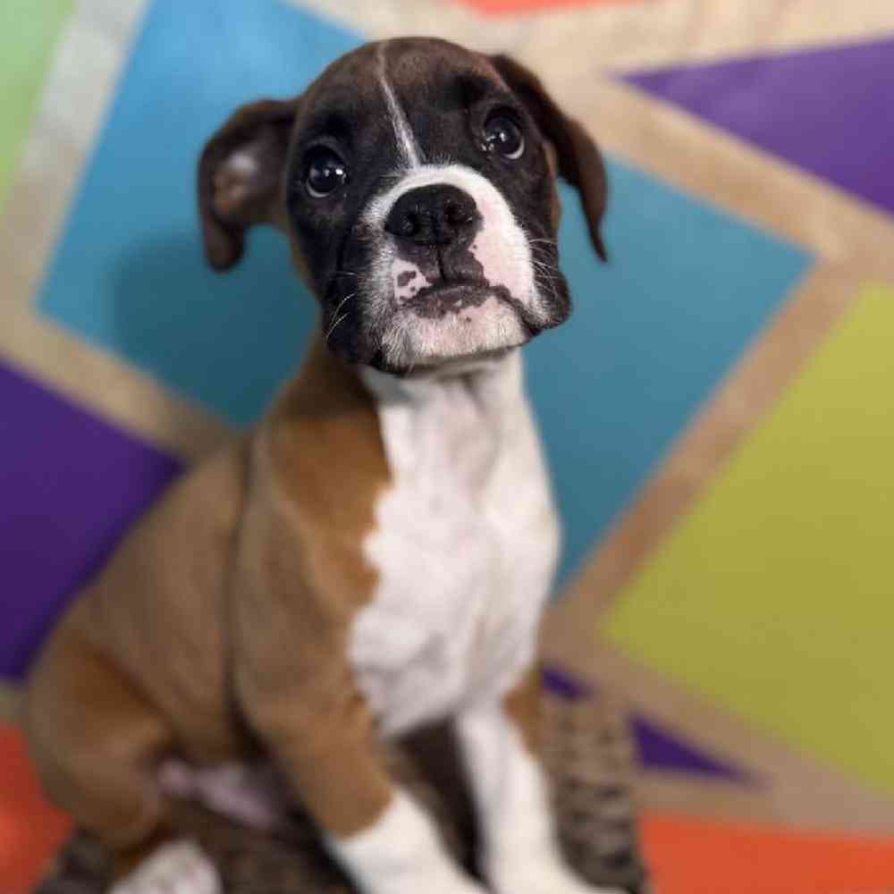 carousel pet images