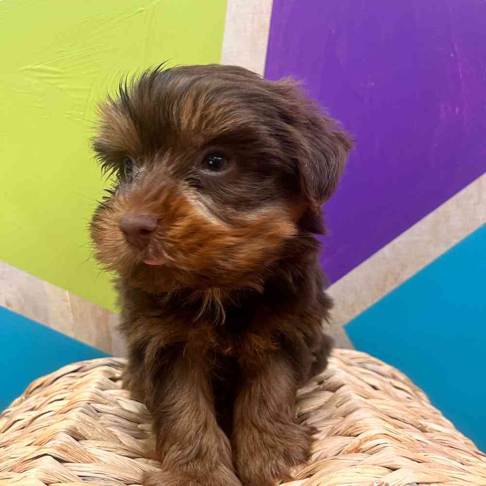 carousel pet images