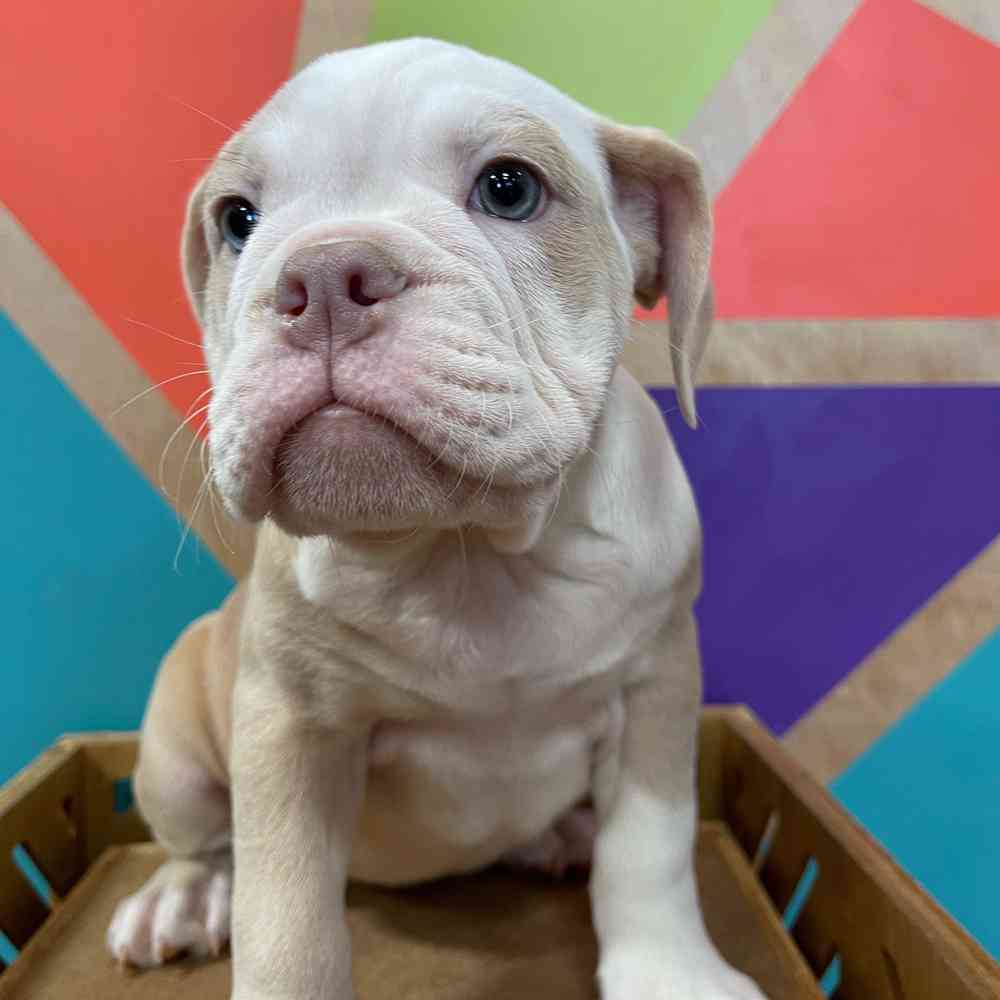 carousel pet images