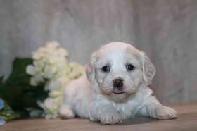 Daisy Dog