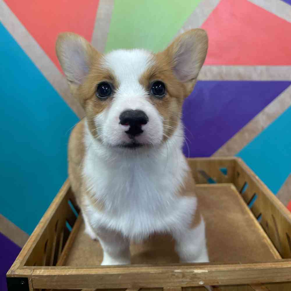 carousel pet images