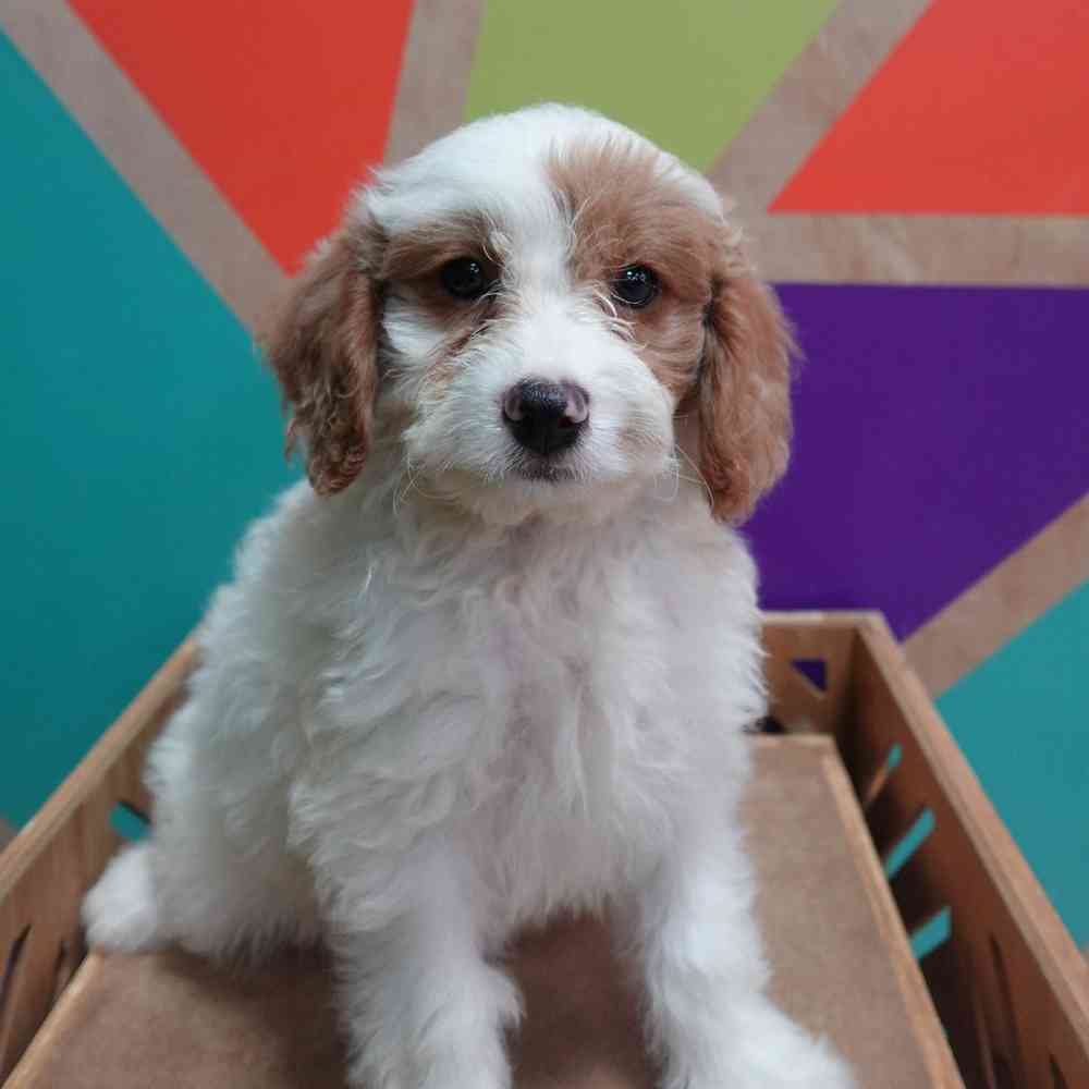 Image of a pet breed in the gallery