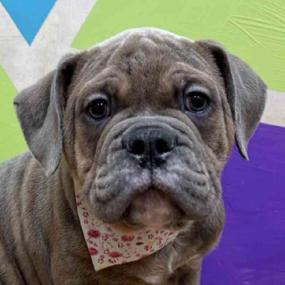 Image of a pet breed in the gallery