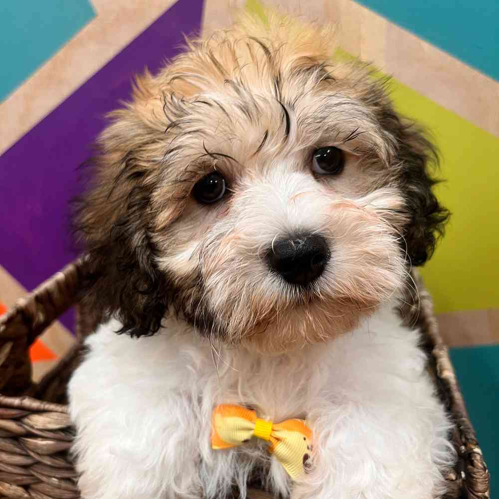 carousel pet images