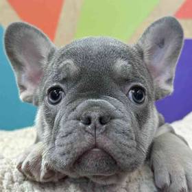 French Bulldog