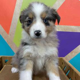 Australian Shepherd