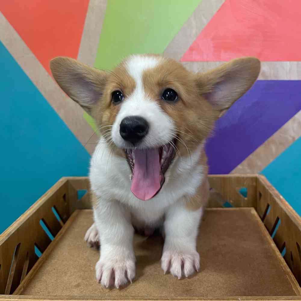 carousel pet images