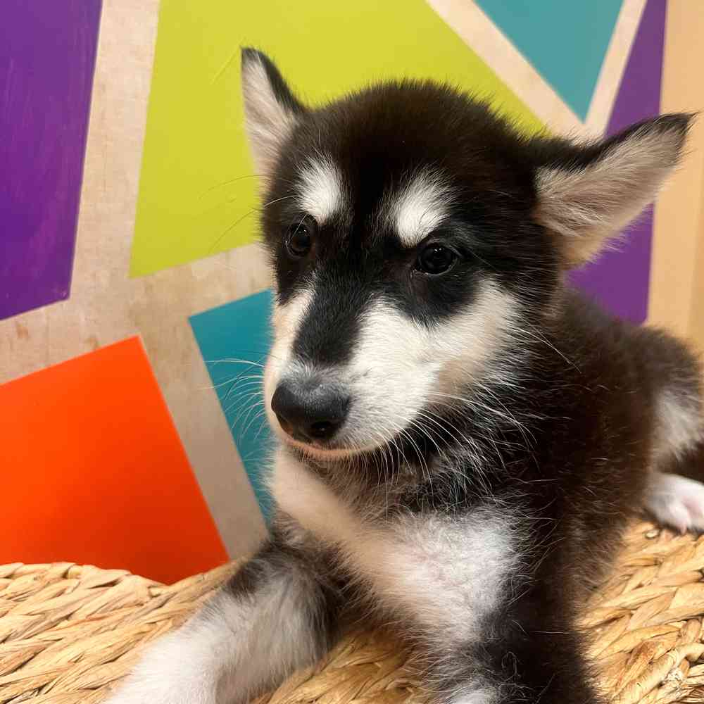 carousel pet images