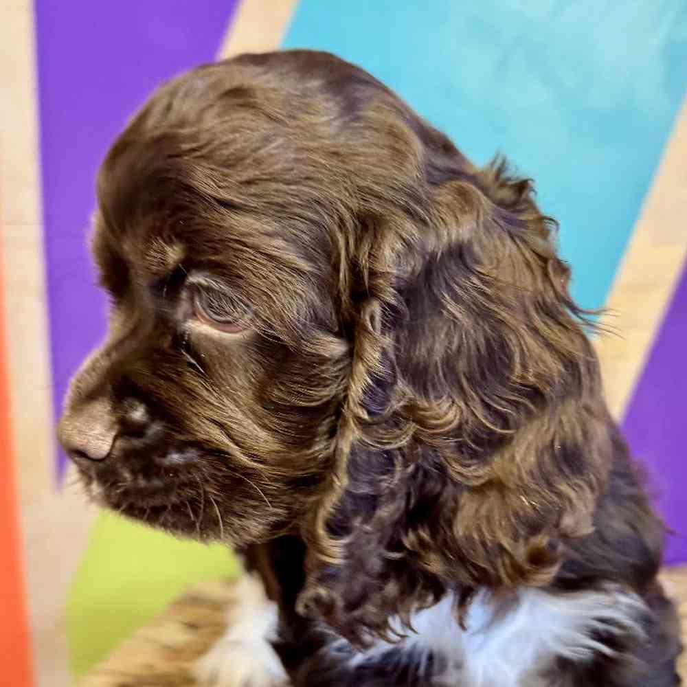 carousel pet images