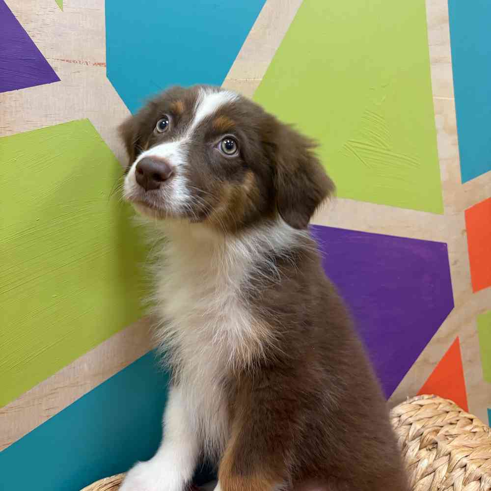 pet breed image